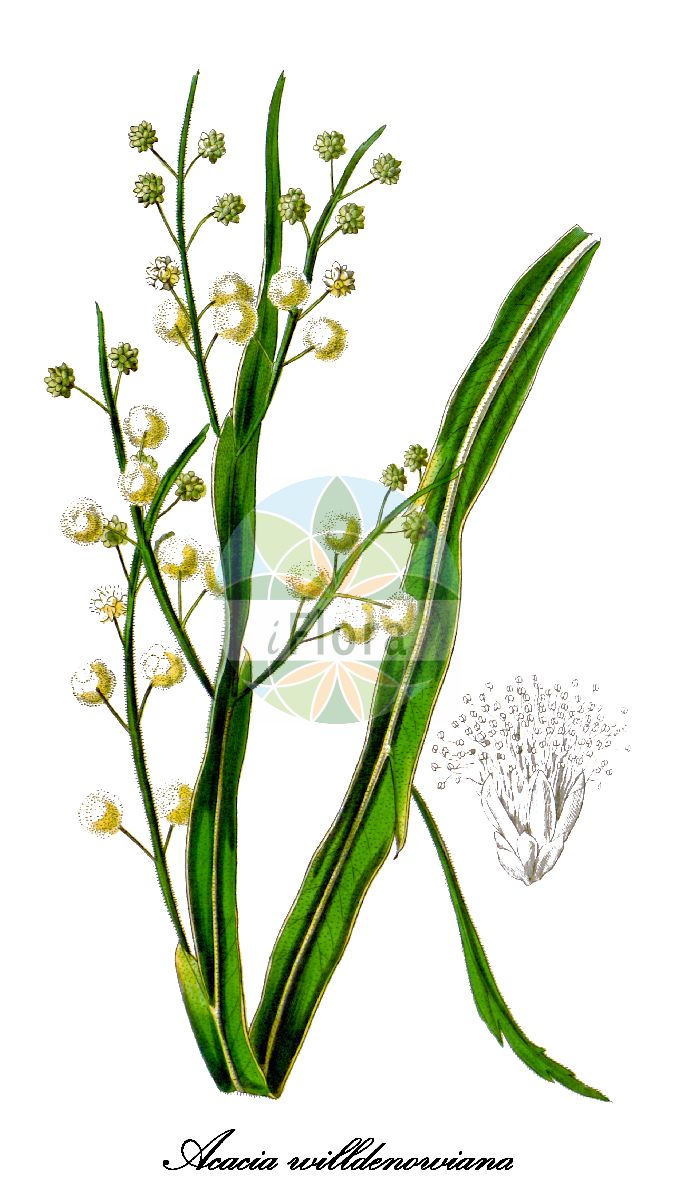 Historische Abbildung von Acacia willdenowiana (Willdenows Akazie). Das Bild zeigt Blatt, Bluete, Frucht und Same. ---- Historical Drawing of Acacia willdenowiana (Willdenows Akazie). The image is showing leaf, flower, fruit and seed.(Acacia willdenowiana,Willdenows Akazie,Acacia,Akazie,Fabaceae,Schmetterlingsblütengewächse,Pea family,Blatt,Bluete,Frucht,Same,leaf,flower,fruit,seed,Curtis Botanical Magazine (1842))