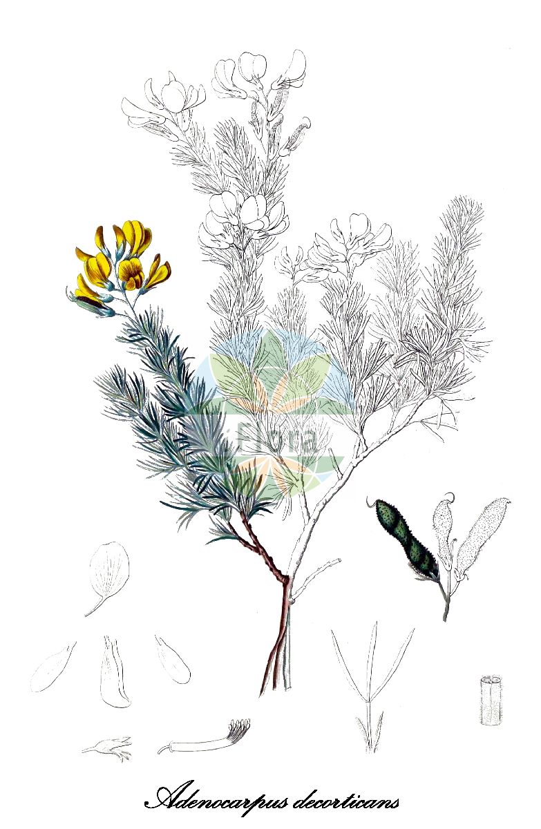 Historische Abbildung von Adenocarpus decorticans. Das Bild zeigt Blatt, Bluete, Frucht und Same. ---- Historical Drawing of Adenocarpus decorticans. The image is showing leaf, flower, fruit and seed.(Adenocarpus decorticans,Adenocarpus,Drüsenginster,Fabaceae,Schmetterlingsblütengewächse,Pea family,Blatt,Bluete,Frucht,Same,leaf,flower,fruit,seed)
