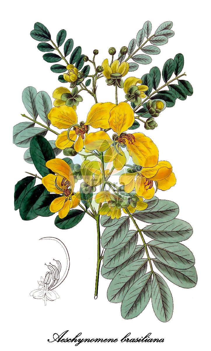 Historische Abbildung von Aeschynomene brasiliana. Das Bild zeigt Blatt, Bluete, Frucht und Same. ---- Historical Drawing of Aeschynomene brasiliana. The image is showing leaf, flower, fruit and seed.(Aeschynomene brasiliana,Aeschynomene,Fabaceae,Schmetterlingsblütengewächse,Pea family,Blatt,Bluete,Frucht,Same,leaf,flower,fruit,seed,Edwards Botanical Register (1829f))