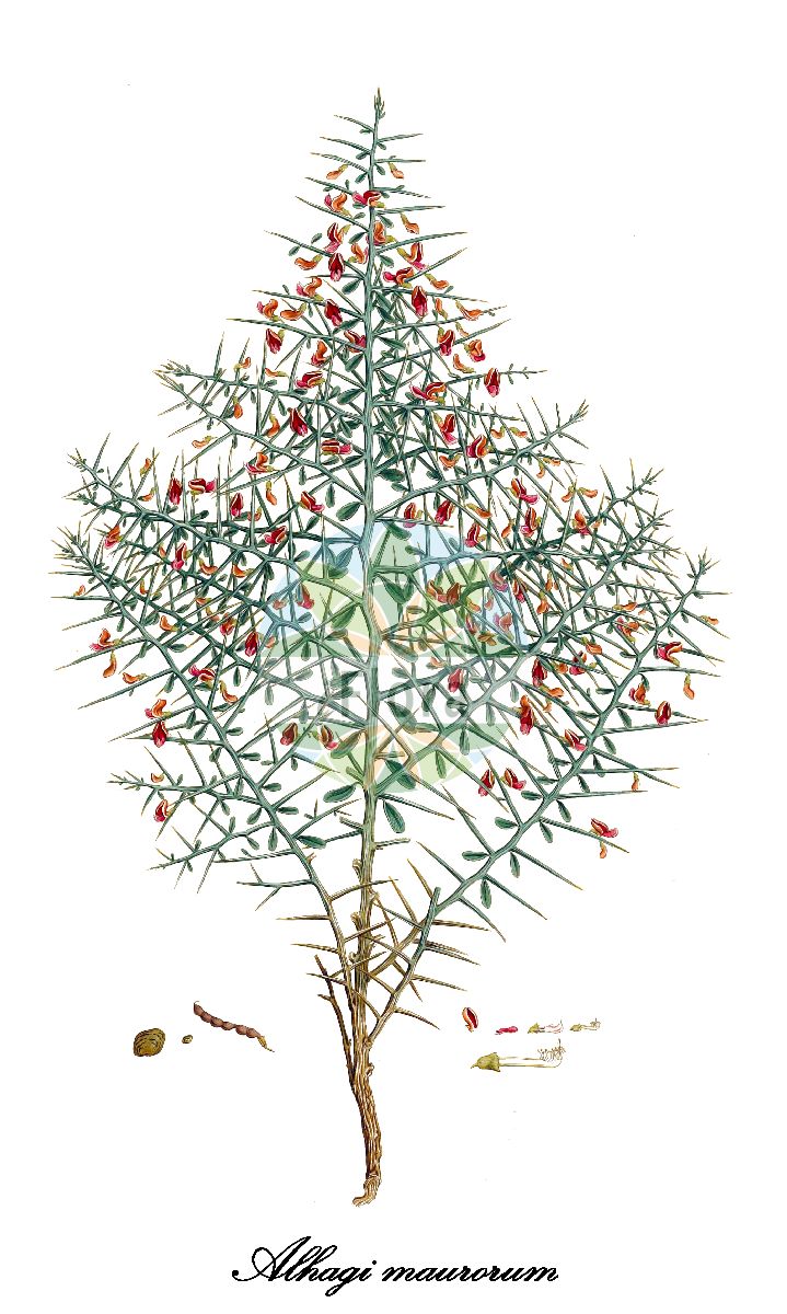 Historische Abbildung von Alhagi maurorum. Das Bild zeigt Blatt, Bluete, Frucht und Same. ---- Historical Drawing of Alhagi maurorum. The image is showing leaf, flower, fruit and seed.(Alhagi maurorum,Alhagi camelorum,Alhagi persarum,Alhagi pseudalhagi,Hedysarum alhagi,Hedysarum pseudalhagi,Alhagi,Fabaceae,Schmetterlingsblütengewächse,Pea family,Blatt,Bluete,Frucht,Same,leaf,flower,fruit,seed,Sibthorp & Smith (1806-1840))