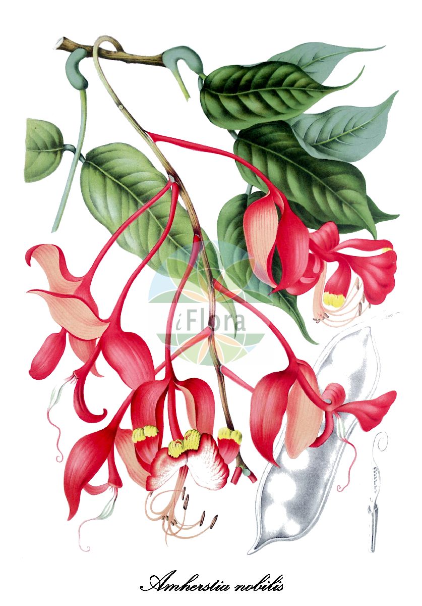 Historische Abbildung von Amherstia nobilis. Das Bild zeigt Blatt, Bluete, Frucht und Same. ---- Historical Drawing of Amherstia nobilis. The image is showing leaf, flower, fruit and seed.(Amherstia nobilis,Amherstia,Tohabaum,Fabaceae,Schmetterlingsblütengewächse,Pea family,Blatt,Bluete,Frucht,Same,leaf,flower,fruit,seed,van Nooten (1880))