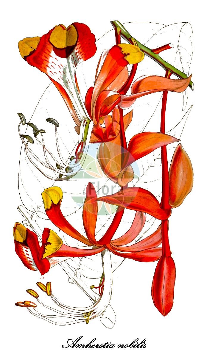 Historische Abbildung von Amherstia nobilis. Das Bild zeigt Blatt, Bluete, Frucht und Same. ---- Historical Drawing of Amherstia nobilis. The image is showing leaf, flower, fruit and seed.(Amherstia nobilis,Amherstia,Tohabaum,Fabaceae,Schmetterlingsblütengewächse,Pea family,Blatt,Bluete,Frucht,Same,leaf,flower,fruit,seed,Curtis Botanical Magazine (1849))