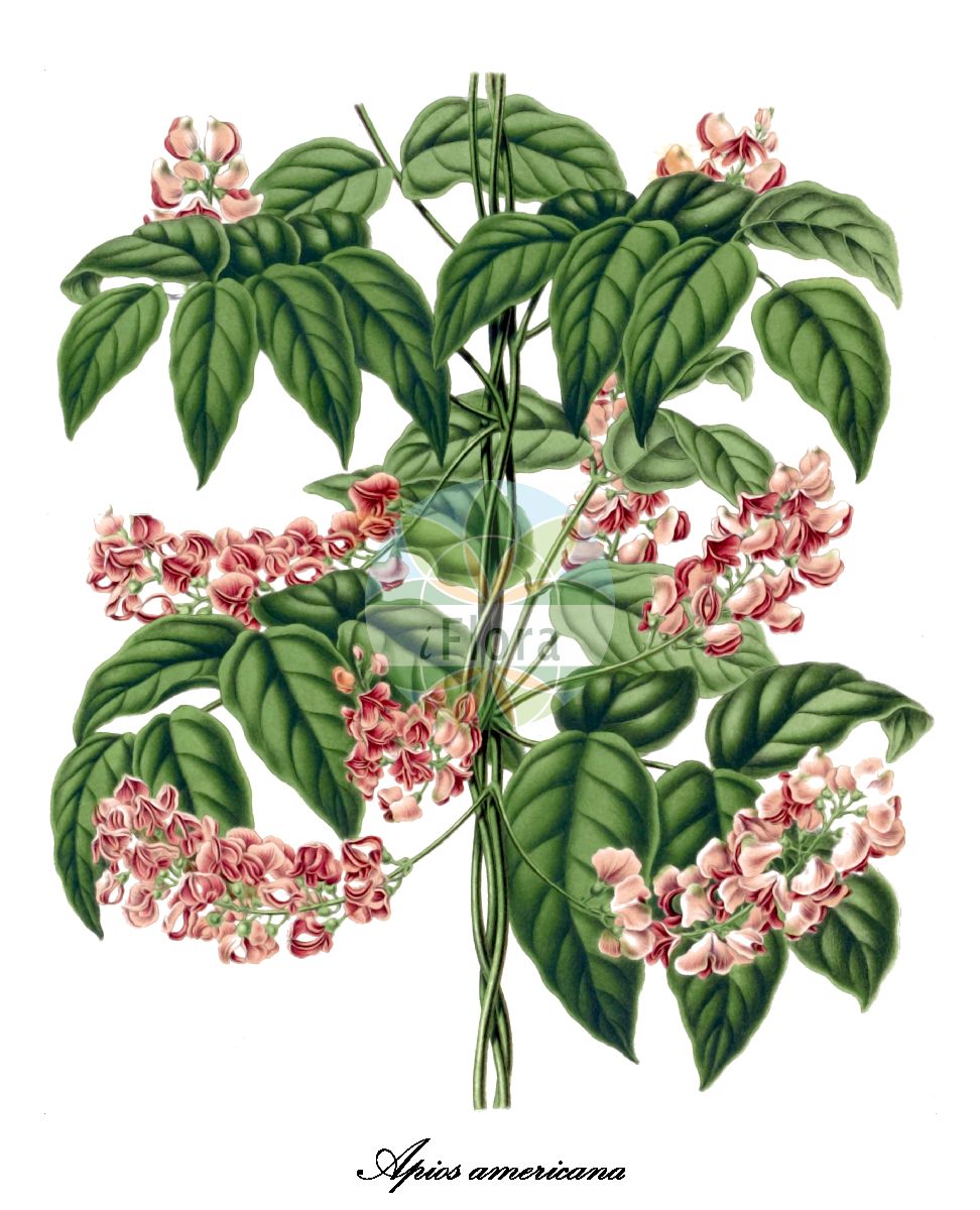 Historische Abbildung von Apios americana (Amerikanische Erdbirne). Das Bild zeigt Blatt, Bluete, Frucht und Same. ---- Historical Drawing of Apios americana (Amerikanische Erdbirne). The image is showing leaf, flower, fruit and seed.(Apios americana,Amerikanische Erdbirne,Apios tuberosa,Glycine apios,Apios,Erdbirne,Fabaceae,Schmetterlingsblütengewächse,Pea family,Blatt,Bluete,Frucht,Same,leaf,flower,fruit,seed,Witte (1868))