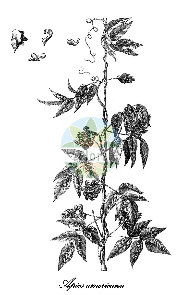 Historische Abbildung von Apios americana (Amerikanische Erdbirne). Das Bild zeigt Blatt, Bluete, Frucht und Same. ---- Historical Drawing of Apios americana (Amerikanische Erdbirne). The image is showing leaf, flower, fruit and seed.(Apios americana,Amerikanische Erdbirne,Apios tuberosa,Glycine apios,Apios,Erdbirne,Fabaceae,Schmetterlingsblütengewächse,Pea family,Blatt,Bluete,Frucht,Same,leaf,flower,fruit,seed,Dodart (1788))