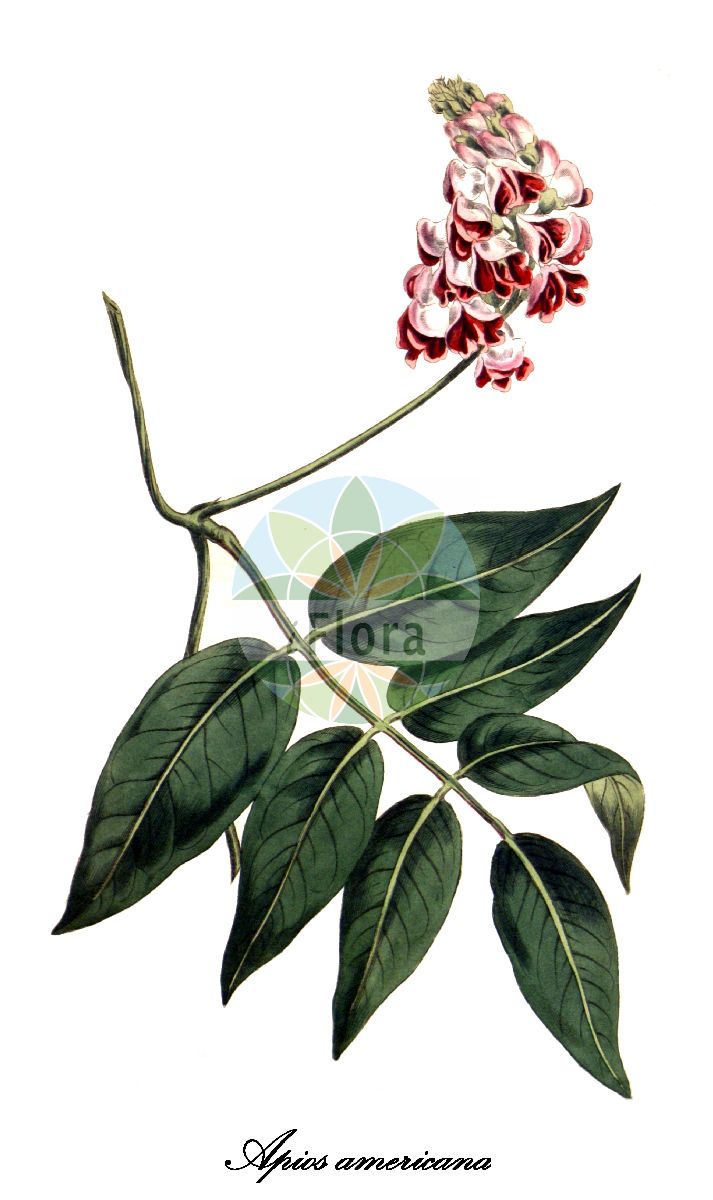 Historische Abbildung von Apios americana (Amerikanische Erdbirne). Das Bild zeigt Blatt, Bluete, Frucht und Same. ---- Historical Drawing of Apios americana (Amerikanische Erdbirne). The image is showing leaf, flower, fruit and seed.(Apios americana,Amerikanische Erdbirne,Apios tuberosa,Glycine apios,Apios,Erdbirne,Fabaceae,Schmetterlingsblütengewächse,Pea family,Blatt,Bluete,Frucht,Same,leaf,flower,fruit,seed)