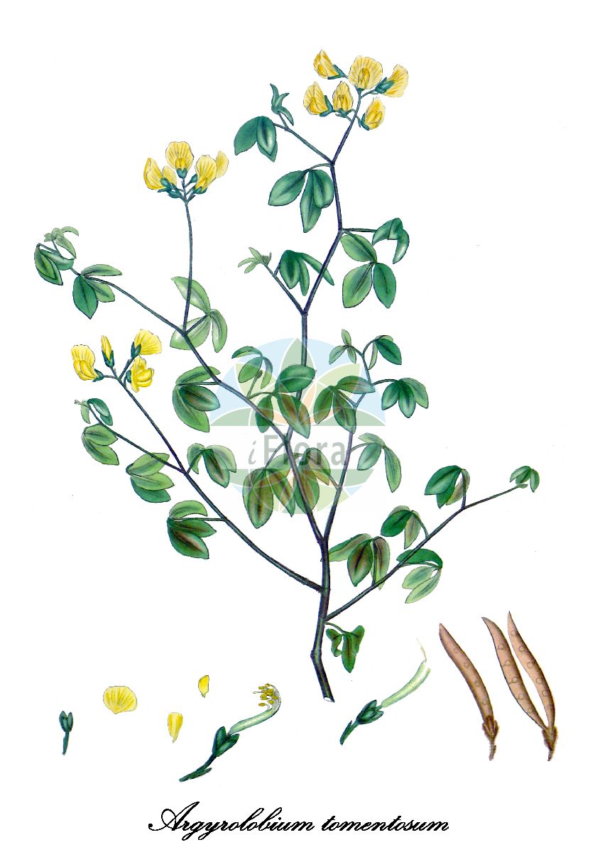 Historische Abbildung von Argyrolobium tomentosum. Das Bild zeigt Blatt, Bluete, Frucht und Same. ---- Historical Drawing of Argyrolobium tomentosum. The image is showing leaf, flower, fruit and seed.(Argyrolobium tomentosum,Argyrolobium,Silberhülse,Fabaceae,Schmetterlingsblütengewächse,Pea family,Blatt,Bluete,Frucht,Same,leaf,flower,fruit,seed,The botanist’s repository (1802-1803))