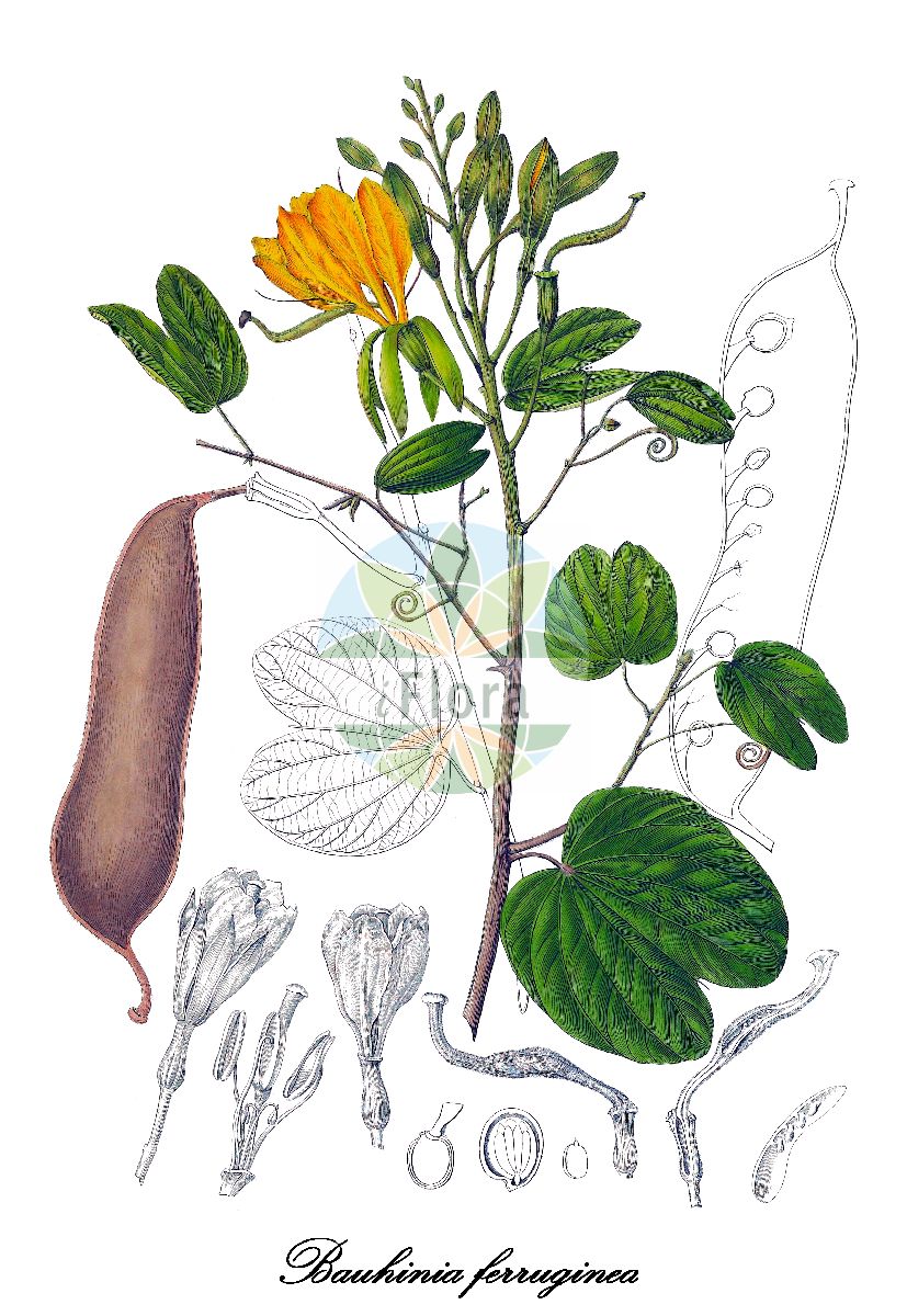 Historische Abbildung von Bauhinia ferruginea. Das Bild zeigt Blatt, Bluete, Frucht und Same. ---- Historical Drawing of Bauhinia ferruginea. The image is showing leaf, flower, fruit and seed.(Bauhinia ferruginea,Bauhinia,Bauhinie,Fabaceae,Schmetterlingsblütengewächse,Pea family,Blatt,Bluete,Frucht,Same,leaf,flower,fruit,seed,Korthals (1839-1842))