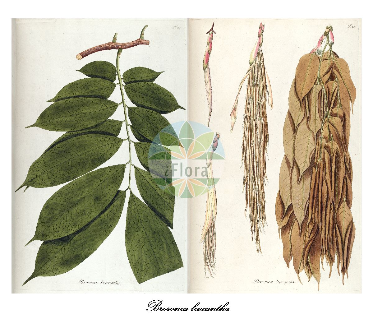 Historische Abbildung von Brownea leucantha. Das Bild zeigt Blatt, Bluete, Frucht und Same. ---- Historical Drawing of Brownea leucantha. The image is showing leaf, flower, fruit and seed.(Brownea leucantha,Brownea,Fabaceae,Schmetterlingsblütengewächse,Pea family,Blatt,Bluete,Frucht,Same,leaf,flower,fruit,seed,von Jacquin (1809))