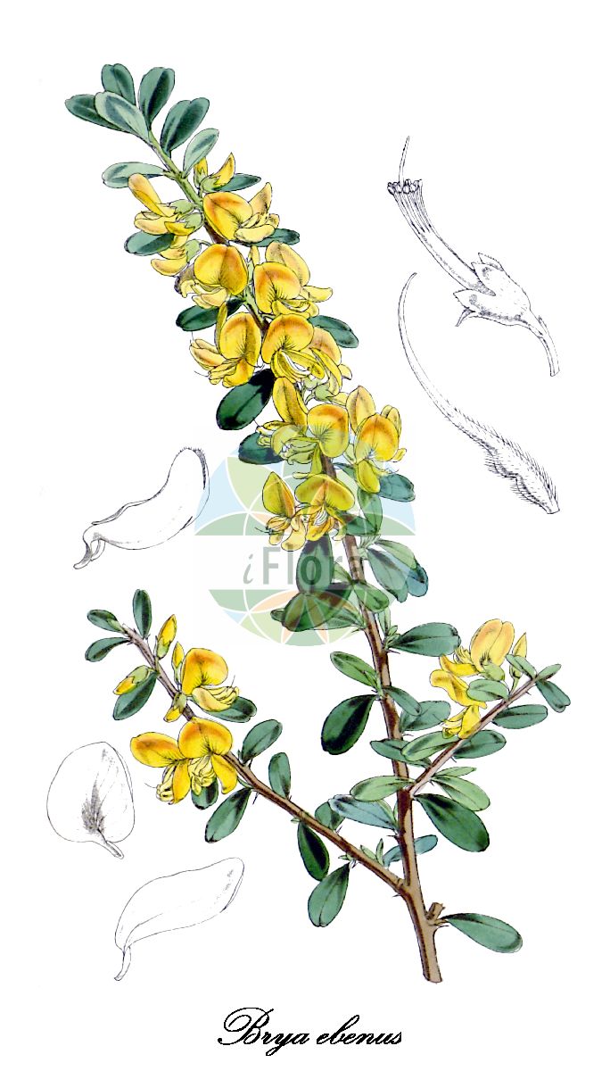 Historische Abbildung von Brya ebenus. Das Bild zeigt Blatt, Bluete, Frucht und Same. ---- Historical Drawing of Brya ebenus. The image is showing leaf, flower, fruit and seed.(Brya ebenus,Brya,Fabaceae,Schmetterlingsblütengewächse,Pea family,Blatt,Bluete,Frucht,Same,leaf,flower,fruit,seed,Curtis Botanical Magazine (1852))