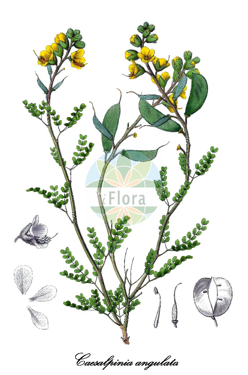 Historische Abbildung von Caesalpinia angulata. Das Bild zeigt Blatt, Bluete, Frucht und Same. ---- Historical Drawing of Caesalpinia angulata. The image is showing leaf, flower, fruit and seed.(Caesalpinia angulata,Caesalpinia,Fabaceae,Schmetterlingsblütengewächse,Pea family,Blatt,Bluete,Frucht,Same,leaf,flower,fruit,seed,Gay (1854))