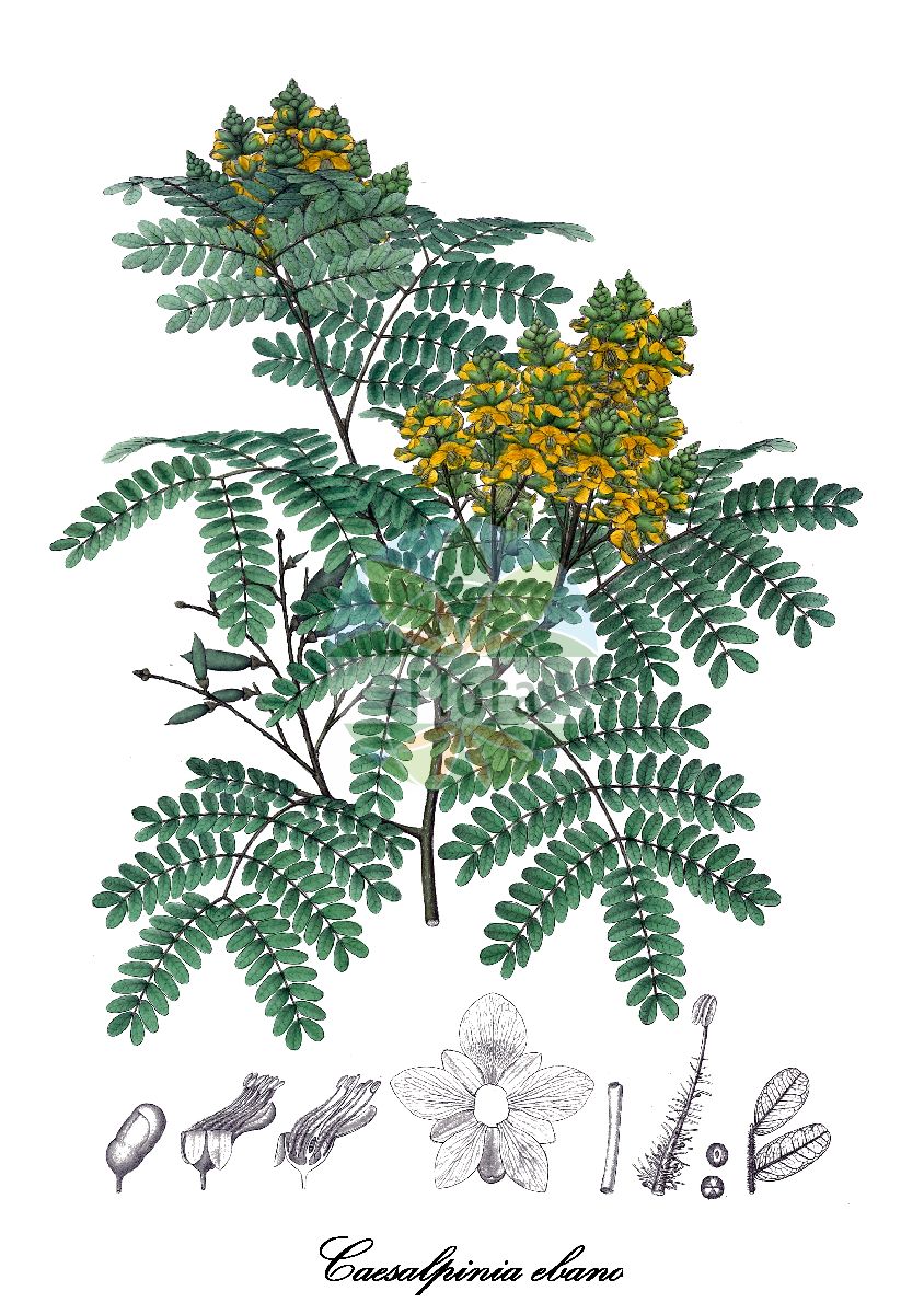 Historische Abbildung von Caesalpinia ebano. Das Bild zeigt Blatt, Bluete, Frucht und Same. ---- Historical Drawing of Caesalpinia ebano. The image is showing leaf, flower, fruit and seed.(Caesalpinia ebano,Caesalpinia,Fabaceae,Schmetterlingsblütengewächse,Pea family,Blatt,Bluete,Frucht,Same,leaf,flower,fruit,seed,Karsten (1869))