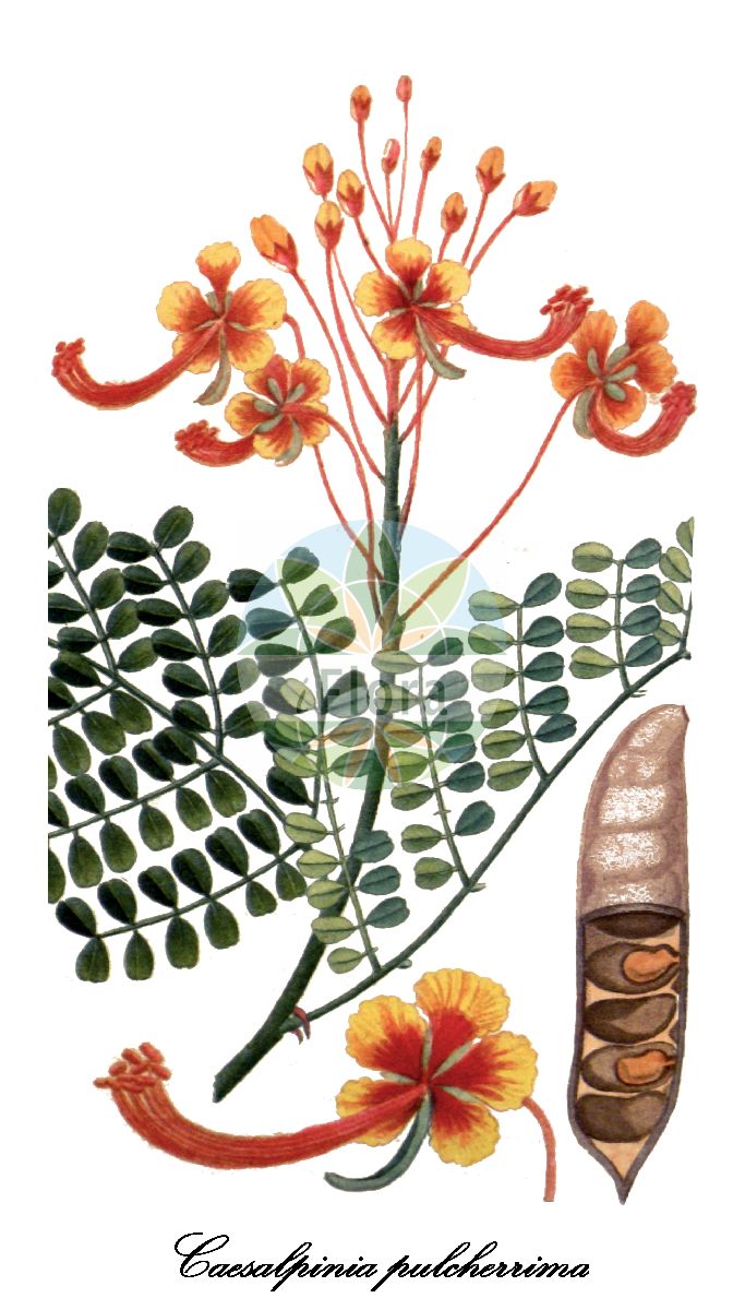 Historische Abbildung von Caesalpinia pulcherrima. Das Bild zeigt Blatt, Bluete, Frucht und Same. ---- Historical Drawing of Caesalpinia pulcherrima. The image is showing leaf, flower, fruit and seed.(Caesalpinia pulcherrima,Poinciana bijuga,Poinciana elata,Poinciana pulcherrima,Caesalpinia,Fabaceae,Schmetterlingsblütengewächse,Pea family,Blatt,Bluete,Frucht,Same,leaf,flower,fruit,seed,Descourtilz (1821-1829))