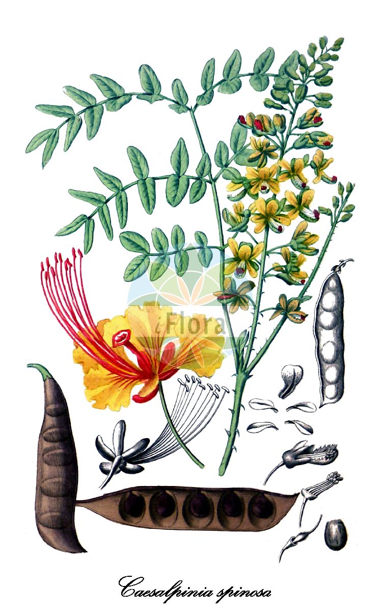 Historische Abbildung von Caesalpinia spinosa. Das Bild zeigt Blatt, Bluete, Frucht und Same. ---- Historical Drawing of Caesalpinia spinosa. The image is showing leaf, flower, fruit and seed.(Caesalpinia spinosa,Caesalpinia,Fabaceae,Schmetterlingsblütengewächse,Pea family,Blatt,Bluete,Frucht,Same,leaf,flower,fruit,seed,Spach (1834-1847))