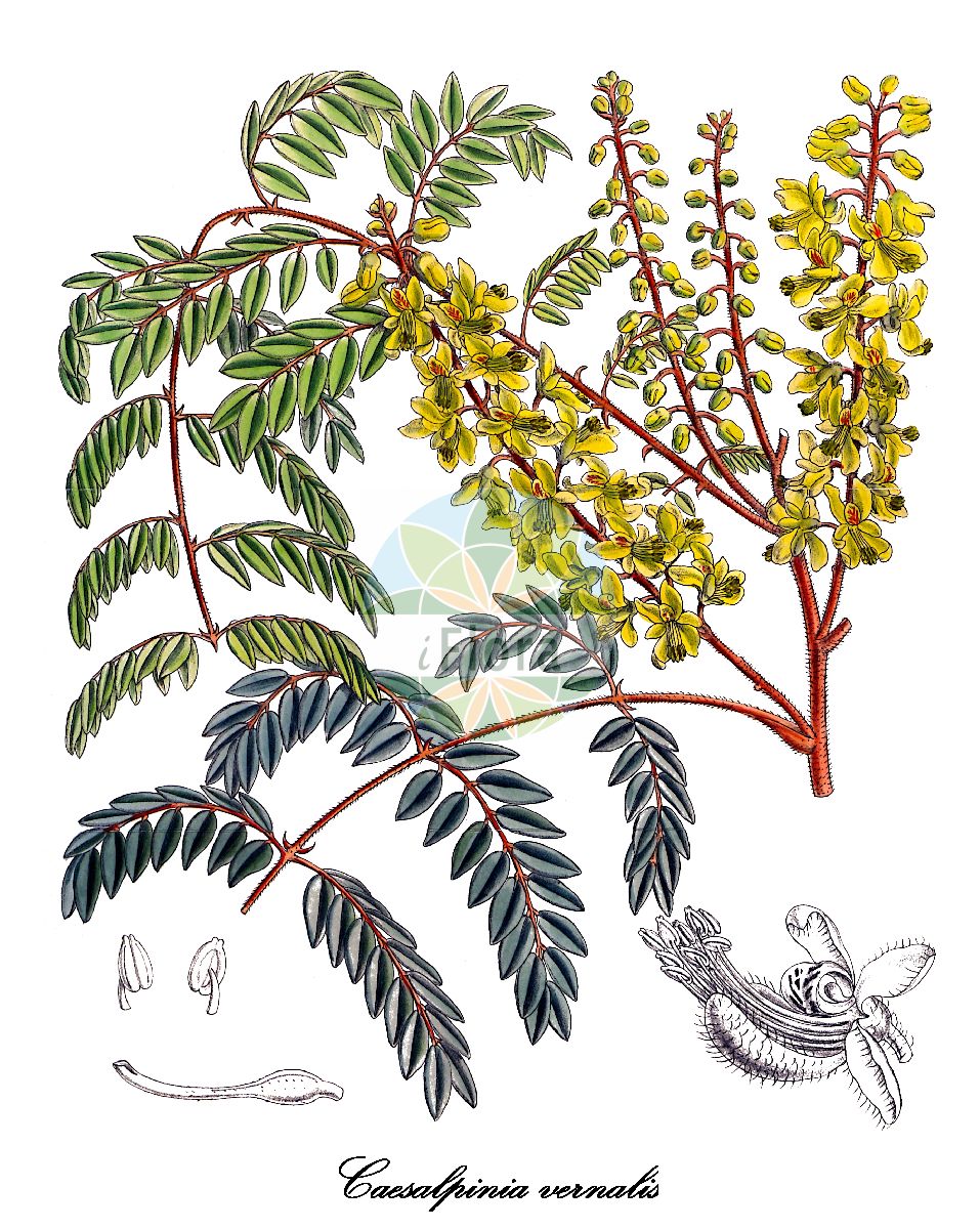 Historische Abbildung von Caesalpinia vernalis. Das Bild zeigt Blatt, Bluete, Frucht und Same. ---- Historical Drawing of Caesalpinia vernalis. The image is showing leaf, flower, fruit and seed.(Caesalpinia vernalis,Caesalpinia,Fabaceae,Schmetterlingsblütengewächse,Pea family,Blatt,Bluete,Frucht,Same,leaf,flower,fruit,seed)