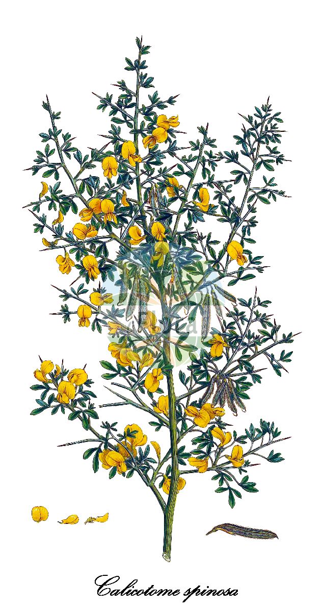 Historische Abbildung von Calicotome spinosa (Stechender Dornginster). Das Bild zeigt Blatt, Bluete, Frucht und Same. ---- Historical Drawing of Calicotome spinosa (Stechender Dornginster). The image is showing leaf, flower, fruit and seed.(Calicotome spinosa,Stechender Dornginster,Calicotome fontanesii,Calicotome,Dornginster,Fabaceae,Schmetterlingsblütengewächse,Pea family,Blatt,Bluete,Frucht,Same,leaf,flower,fruit,seed,Sibthorp & Smith (1806-1840))