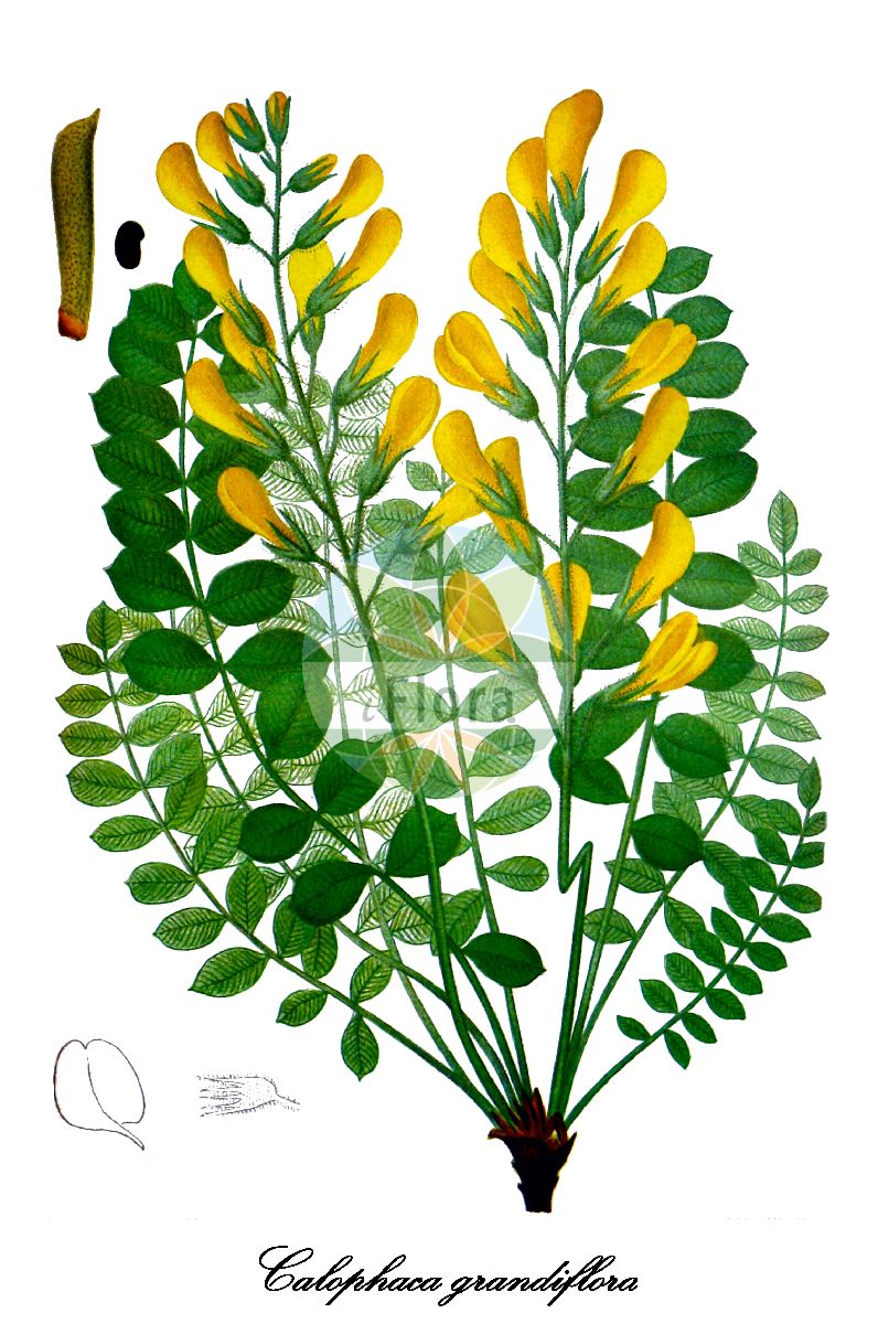 Historische Abbildung von Calophaca grandiflora. Das Bild zeigt Blatt, Bluete, Frucht und Same. ---- Historical Drawing of Calophaca grandiflora. The image is showing leaf, flower, fruit and seed.(Calophaca grandiflora,Calophaca,Fabaceae,Schmetterlingsblütengewächse,Pea family,Blatt,Bluete,Frucht,Same,leaf,flower,fruit,seed,Gartenflora (1886))