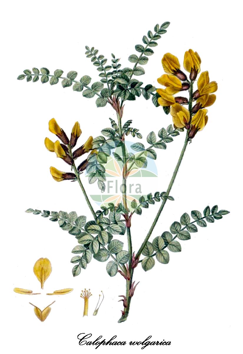 Historische Abbildung von Calophaca wolgarica. Das Bild zeigt Blatt, Bluete, Frucht und Same. ---- Historical Drawing of Calophaca wolgarica. The image is showing leaf, flower, fruit and seed.(Calophaca wolgarica,Adenocarpus wolgensis,Colutea wolgarica,Cytisus an-nigricans,Cytisus wolgaricus,Calophaca,Fabaceae,Schmetterlingsblütengewächse,Pea family,Blatt,Bluete,Frucht,Same,leaf,flower,fruit,seed,Duhamel du Monceau (1755-1768))