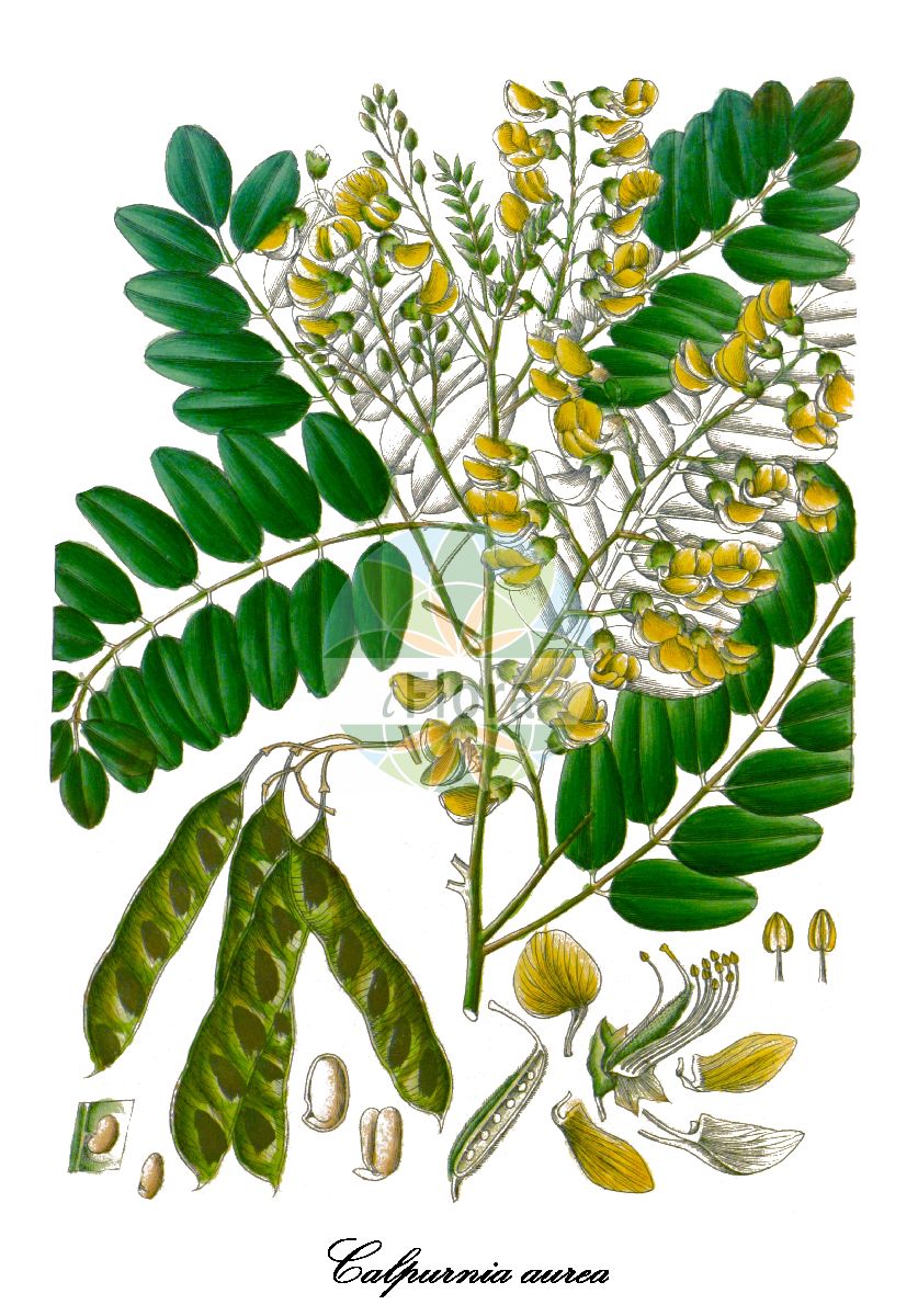 Historische Abbildung von Calpurnia aurea. Das Bild zeigt Blatt, Bluete, Frucht und Same. ---- Historical Drawing of Calpurnia aurea. The image is showing leaf, flower, fruit and seed.(Calpurnia aurea,Calpurnia,Fabaceae,Schmetterlingsblütengewächse,Pea family,Blatt,Bluete,Frucht,Same,leaf,flower,fruit,seed,Wight (1840-1850))