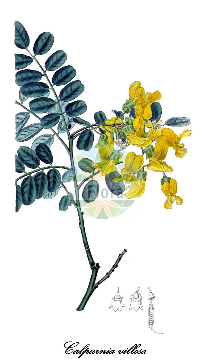Historische Abbildung von Calpurnia villosa. Das Bild zeigt Blatt, Bluete, Frucht und Same. ---- Historical Drawing of Calpurnia villosa. The image is showing leaf, flower, fruit and seed.(Calpurnia villosa,Calpurnia,Fabaceae,Schmetterlingsblütengewächse,Pea family,Blatt,Bluete,Frucht,Same,leaf,flower,fruit,seed,Curtis Botanical Magazine (1826))