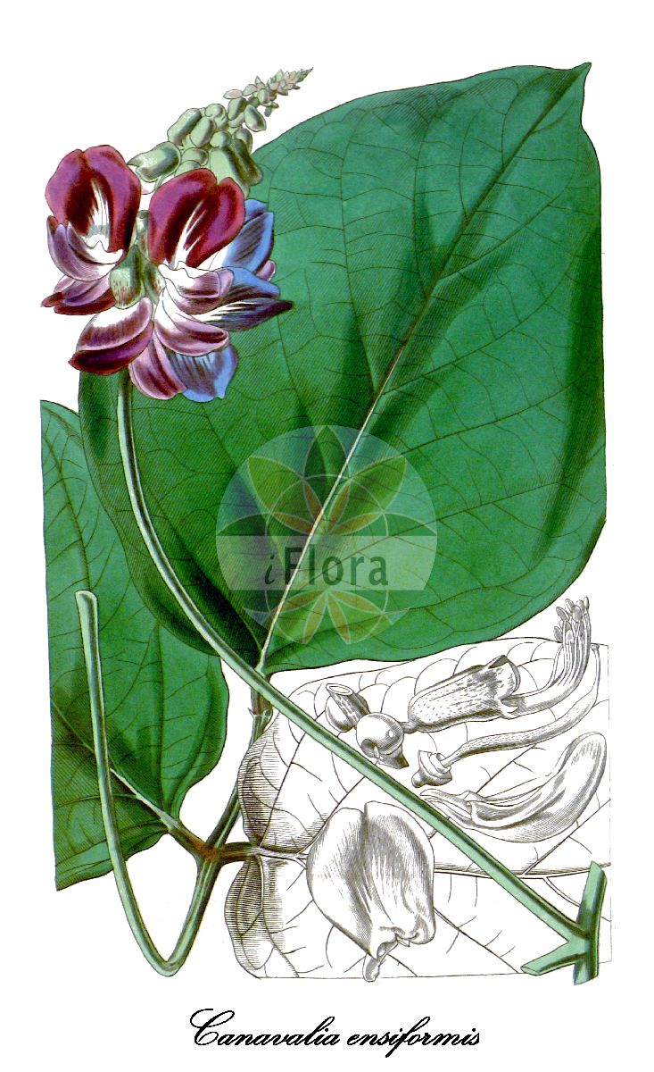 Historische Abbildung von Canavalia ensiformis (Jackbohne). Das Bild zeigt Blatt, Bluete, Frucht und Same. ---- Historical Drawing of Canavalia ensiformis (Jackbohne). The image is showing leaf, flower, fruit and seed.(Canavalia ensiformis,Jackbohne,Dolichos acinaciformis,Dolichos ensiformis,Dolichos pugioniformis,Malocchia ensiformis,Canavalia,Jackbohne,Fabaceae,Schmetterlingsblütengewächse,Pea family,Blatt,Bluete,Frucht,Same,leaf,flower,fruit,seed,Curtis Botanical Magazine (1843))