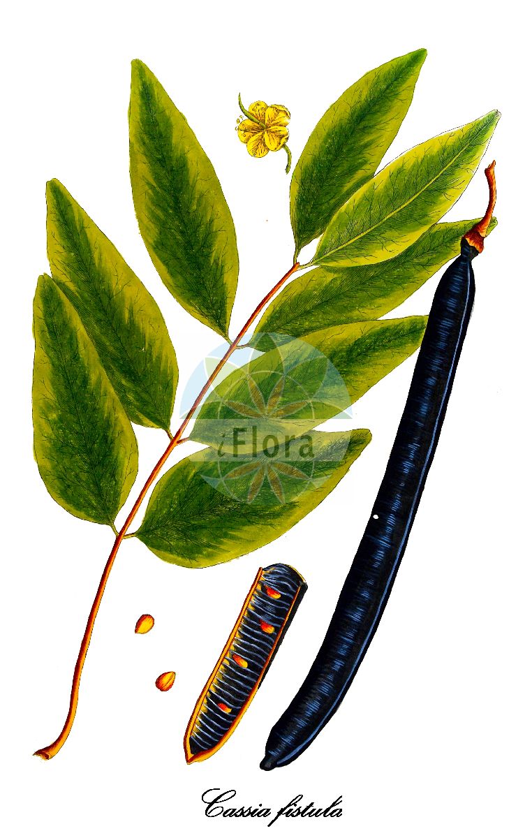 Historische Abbildung von Cassia fistula (Röhren-Kassie). Das Bild zeigt Blatt, Bluete, Frucht und Same. ---- Historical Drawing of Cassia fistula (Röhren-Kassie). The image is showing leaf, flower, fruit and seed.(Cassia fistula,Röhren-Kassie,Fisett-Kassie,Indischer Goldregen,Purgier-Kassie,Cassia,Kassie,Fabaceae,Schmetterlingsblütengewächse,Pea family,Blatt,Bluete,Frucht,Same,leaf,flower,fruit,seed,Blackwell (1737-1739))