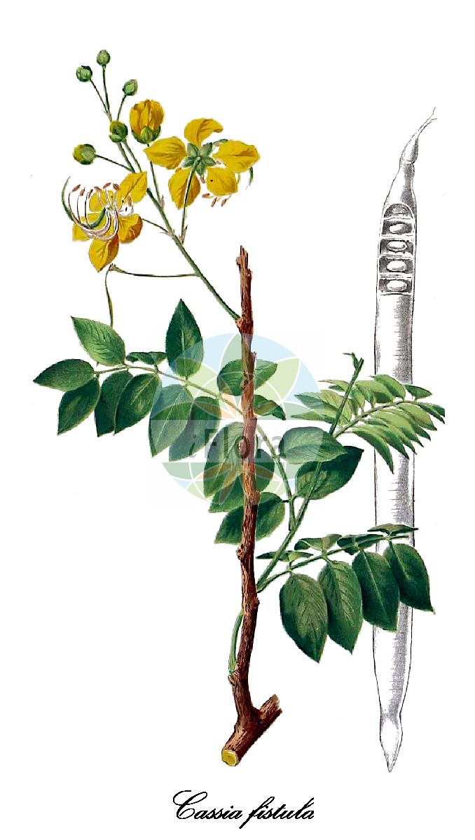 Historische Abbildung von Cassia fistula (Röhren-Kassie). Das Bild zeigt Blatt, Bluete, Frucht und Same. ---- Historical Drawing of Cassia fistula (Röhren-Kassie). The image is showing leaf, flower, fruit and seed.(Cassia fistula,Röhren-Kassie,Fisett-Kassie,Indischer Goldregen,Purgier-Kassie,Cassia,Kassie,Fabaceae,Schmetterlingsblütengewächse,Pea family,Blatt,Bluete,Frucht,Same,leaf,flower,fruit,seed,Blanco (1875))