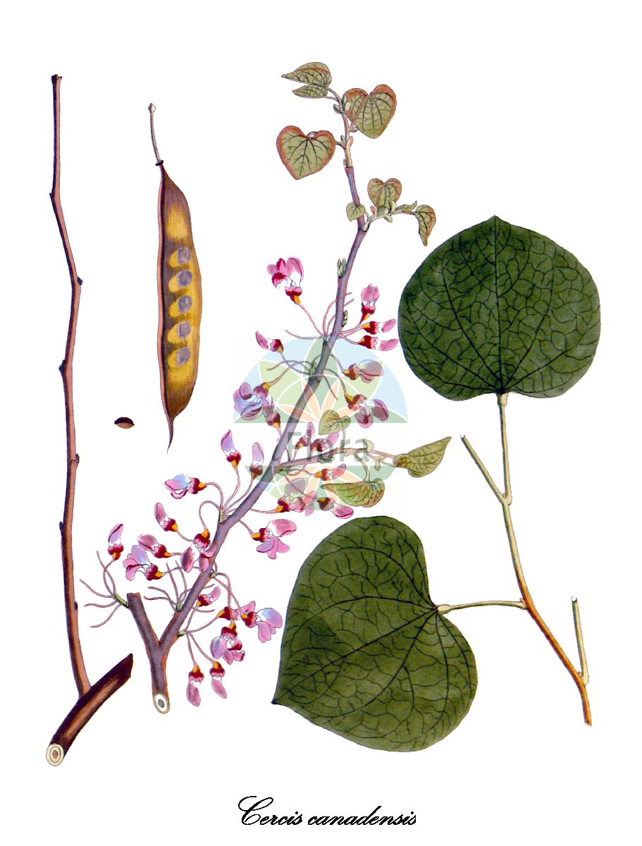 Historische Abbildung von Cercis canadensis. Das Bild zeigt Blatt, Bluete, Frucht und Same. ---- Historical Drawing of Cercis canadensis. The image is showing leaf, flower, fruit and seed.(Cercis canadensis,Cercis,Judasbaum,Fabaceae,Schmetterlingsblütengewächse,Pea family,Blatt,Bluete,Frucht,Same,leaf,flower,fruit,seed,Krauss (1802ff))
