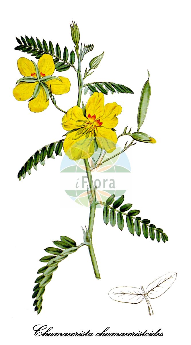 Historische Abbildung von Chamaecrista chamaecristoides. Das Bild zeigt Blatt, Bluete, Frucht und Same. ---- Historical Drawing of Chamaecrista chamaecristoides. The image is showing leaf, flower, fruit and seed.(Chamaecrista chamaecristoides,Chamaecrista,Fabaceae,Schmetterlingsblütengewächse,Pea family,Blatt,Bluete,Frucht,Same,leaf,flower,fruit,seed,Curtis Botanical Magazine (1787ff))