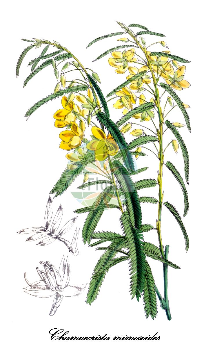 Historische Abbildung von Chamaecrista mimosoides. Das Bild zeigt Blatt, Bluete, Frucht und Same. ---- Historical Drawing of Chamaecrista mimosoides. The image is showing leaf, flower, fruit and seed.(Chamaecrista mimosoides,Chamaecrista,Fabaceae,Schmetterlingsblütengewächse,Pea family,Blatt,Bluete,Frucht,Same,leaf,flower,fruit,seed,Fitch et al. (1880))