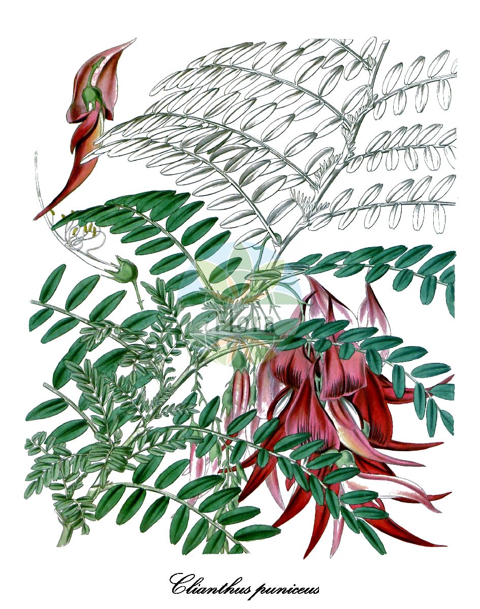 Historische Abbildung von Clianthus puniceus. Das Bild zeigt Blatt, Bluete, Frucht und Same. ---- Historical Drawing of Clianthus puniceus. The image is showing leaf, flower, fruit and seed.(Clianthus puniceus,Clianthus,Prunkblume,Fabaceae,Schmetterlingsblütengewächse,Pea family,Blatt,Bluete,Frucht,Same,leaf,flower,fruit,seed,Curtis Botanical Magazine (1837))