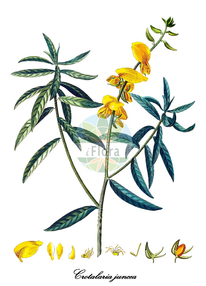 Historische Abbildung von Crotalaria juncea. Das Bild zeigt Blatt, Bluete, Frucht und Same. ---- Historical Drawing of Crotalaria juncea. The image is showing leaf, flower, fruit and seed.(Crotalaria juncea,Crotalaria benghalensis,Crotalaria fenestrata,Crotalaria ferestrata,Crotalaria porrecta,Crotalaria sericea,Crotalaria tenuifolia,Crotalaria viminea,Crotalaria,Bengalischer Hanf,Fabaceae,Schmetterlingsblütengewächse,Pea family,Blatt,Bluete,Frucht,Same,leaf,flower,fruit,seed,Trew et al. (1750-1773))