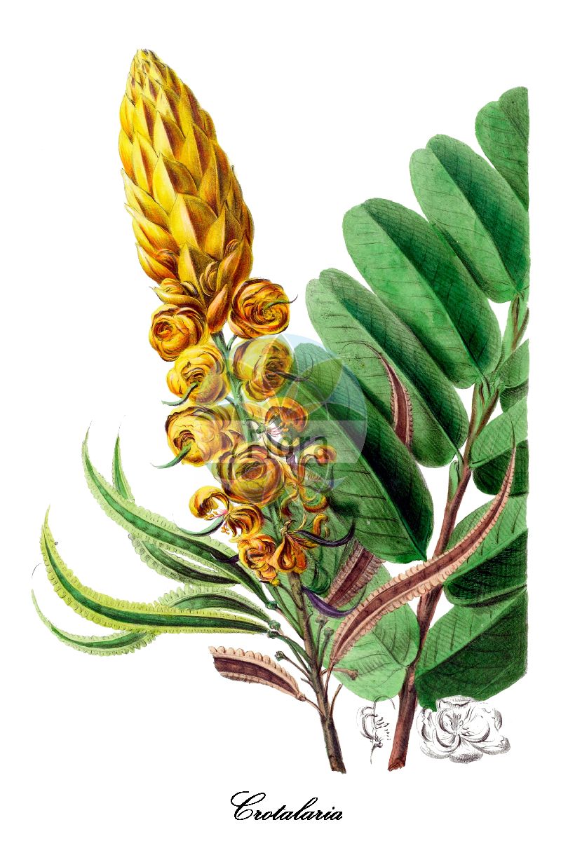 Historische Abbildung von Crotalaria (Bengalischer Hanf). Das Bild zeigt Blatt, Bluete, Frucht und Same. ---- Historical Drawing of Crotalaria (Bengalischer Hanf). The image is showing leaf, flower, fruit and seed.(Crotalaria,Bengalischer Hanf,Crotalaria,Bengalischer Hanf,Fabaceae,Schmetterlingsblütengewächse,Pea family,Blatt,Bluete,Frucht,Same,leaf,flower,fruit,seed,Denisse (1843-1846))