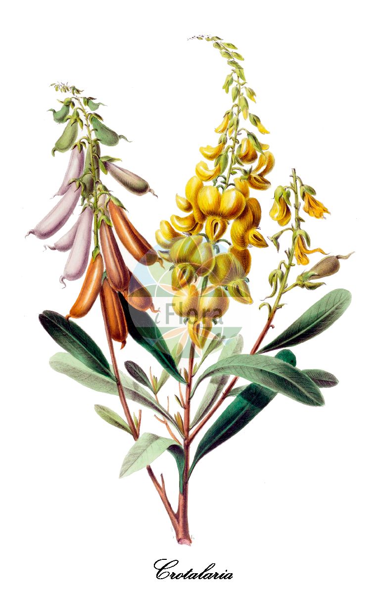 Historische Abbildung von Crotalaria (Bengalischer Hanf). Das Bild zeigt Blatt, Bluete, Frucht und Same. ---- Historical Drawing of Crotalaria (Bengalischer Hanf). The image is showing leaf, flower, fruit and seed.(Crotalaria,Bengalischer Hanf,Crotalaria,Bengalischer Hanf,Fabaceae,Schmetterlingsblütengewächse,Pea family,Blatt,Bluete,Frucht,Same,leaf,flower,fruit,seed,Denisse (1843-1846))