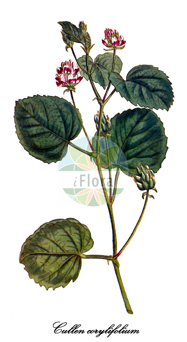 Historische Abbildung von Cullen corylifolium. Das Bild zeigt Blatt, Bluete, Frucht und Same. ---- Historical Drawing of Cullen corylifolium. The image is showing leaf, flower, fruit and seed.(Cullen corylifolium,Cullen,Fabaceae,Schmetterlingsblütengewächse,Pea family,Blatt,Bluete,Frucht,Same,leaf,flower,fruit,seed)