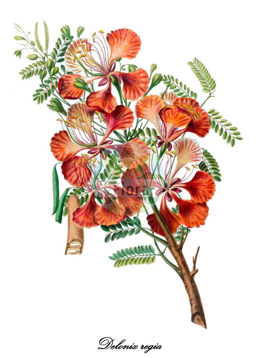 Historische Abbildung von Delonix regia. Das Bild zeigt Blatt, Bluete, Frucht und Same. ---- Historical Drawing of Delonix regia. The image is showing leaf, flower, fruit and seed.(Delonix regia,Poinciana regia,Delonix,Fabaceae,Schmetterlingsblütengewächse,Pea family,Blatt,Bluete,Frucht,Same,leaf,flower,fruit,seed,Denisse (1843-1846))