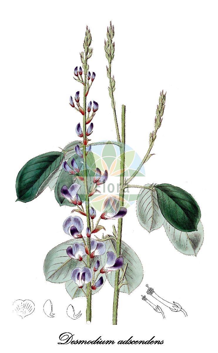 Historische Abbildung von Desmodium adscendens. Das Bild zeigt Blatt, Bluete, Frucht und Same. ---- Historical Drawing of Desmodium adscendens. The image is showing leaf, flower, fruit and seed.(Desmodium adscendens,Desmodium,Wandklee,Fabaceae,Schmetterlingsblütengewächse,Pea family,Blatt,Bluete,Frucht,Same,leaf,flower,fruit,seed,Botanical Register (1824))