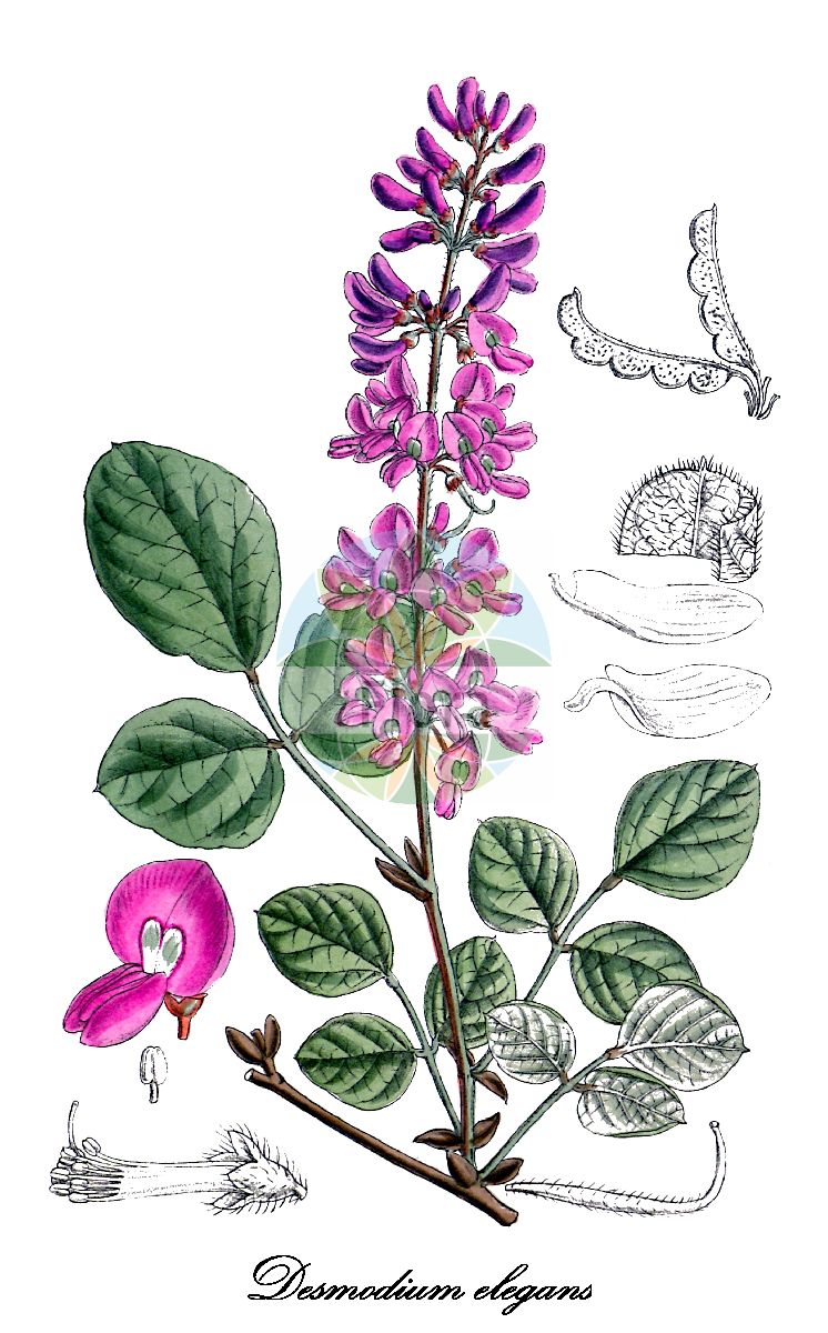 Historische Abbildung von Desmodium elegans (Ähriger Wandklee). Das Bild zeigt Blatt, Bluete, Frucht und Same. ---- Historical Drawing of Desmodium elegans (Ähriger Wandklee). The image is showing leaf, flower, fruit and seed.(Desmodium elegans,Ähriger Wandklee,Desmodium cinerascens,Desmodium esquirolii,Desmodium forrestii,Desmodium franchetii,Desmodium glaucophyllum,Desmodium rhabdocladum,Desmodium spicatum,Desmodium tiliaefolium,Hedysarum tiliaefolium,Desmodium,Wandklee,Fabaceae,Schmetterlingsblütengewächse,Pea family,Blatt,Bluete,Frucht,Same,leaf,flower,fruit,seed,Curtis Botanical Magazine (1919))