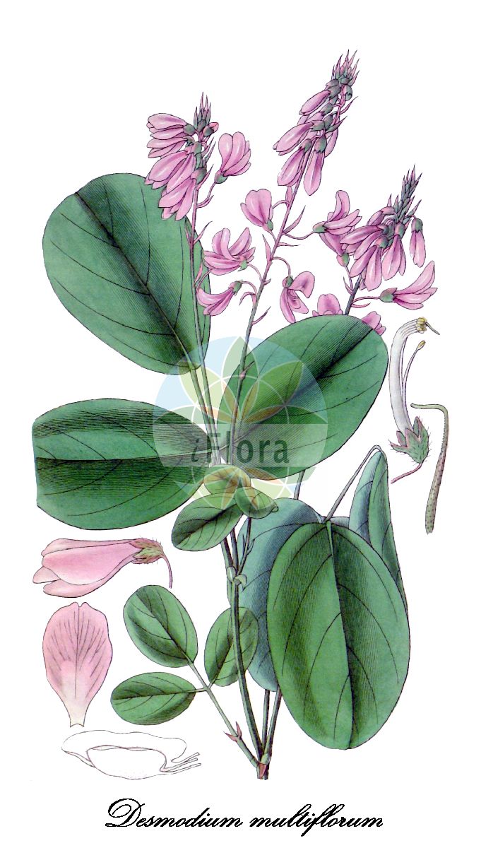 Historische Abbildung von Desmodium multiflorum. Das Bild zeigt Blatt, Bluete, Frucht und Same. ---- Historical Drawing of Desmodium multiflorum. The image is showing leaf, flower, fruit and seed.(Desmodium multiflorum,Desmodium,Wandklee,Fabaceae,Schmetterlingsblütengewächse,Pea family,Blatt,Bluete,Frucht,Same,leaf,flower,fruit,seed,Curtis Botanical Magazine (1830))
