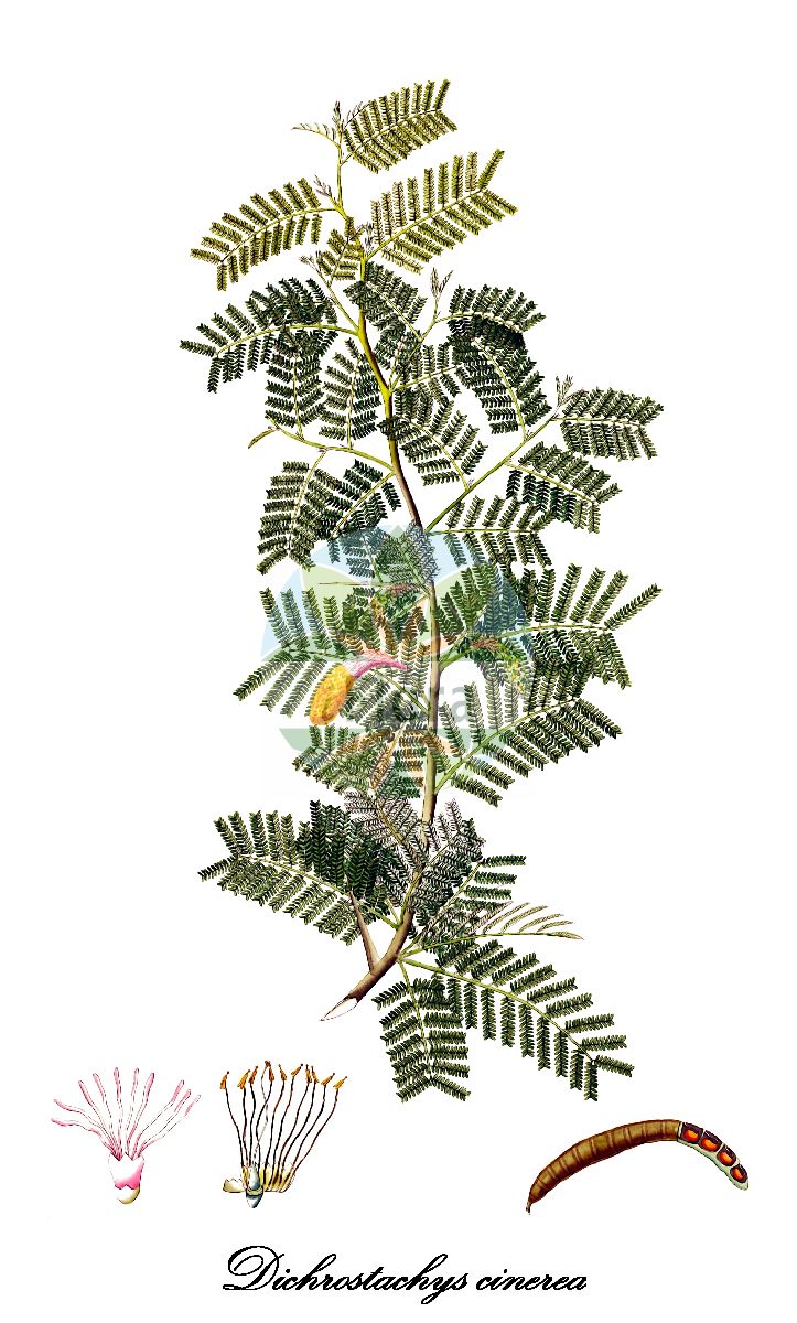 Historische Abbildung von Dichrostachys cinerea. Das Bild zeigt Blatt, Bluete, Frucht und Same. ---- Historical Drawing of Dichrostachys cinerea. The image is showing leaf, flower, fruit and seed.(Dichrostachys cinerea,Cailliea glomerata,Dichrostachys glomerata,Dichrostachys nutans,Dichrostachys platycarpa,Mimosa cinerea,Mimosa glomerata,Mimosa nutans,Dichrostachys,Fabaceae,Schmetterlingsblütengewächse,Pea family,Blatt,Bluete,Frucht,Same,leaf,flower,fruit,seed,Roxburgh (1795-1819))