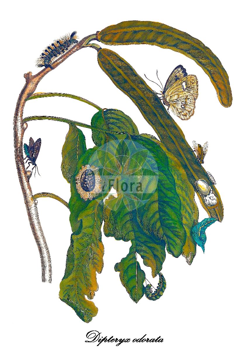 Historische Abbildung von Dipteryx odorata (Toncabaum). Das Bild zeigt Blatt, Bluete, Frucht und Same. ---- Historical Drawing of Dipteryx odorata (Toncabaum). The image is showing leaf, flower, fruit and seed.(Dipteryx odorata,Toncabaum,Tonkabohne,Dipteryx,Fabaceae,Schmetterlingsblütengewächse,Pea family,Blatt,Bluete,Frucht,Same,leaf,flower,fruit,seed,Merian (1714))