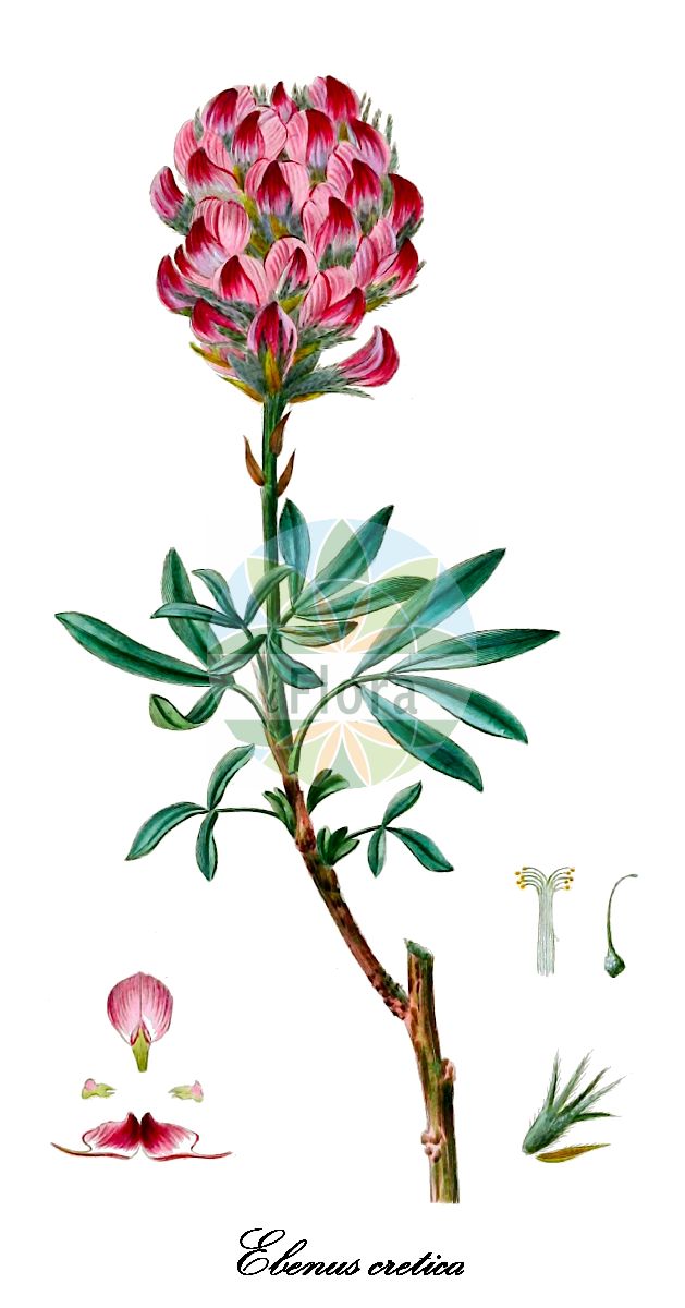 Historische Abbildung von Ebenus cretica. Das Bild zeigt Blatt, Bluete, Frucht und Same. ---- Historical Drawing of Ebenus cretica. The image is showing leaf, flower, fruit and seed.(Ebenus cretica,Ebenus,Fabaceae,Schmetterlingsblütengewächse,Pea family,Blatt,Bluete,Frucht,Same,leaf,flower,fruit,seed)
