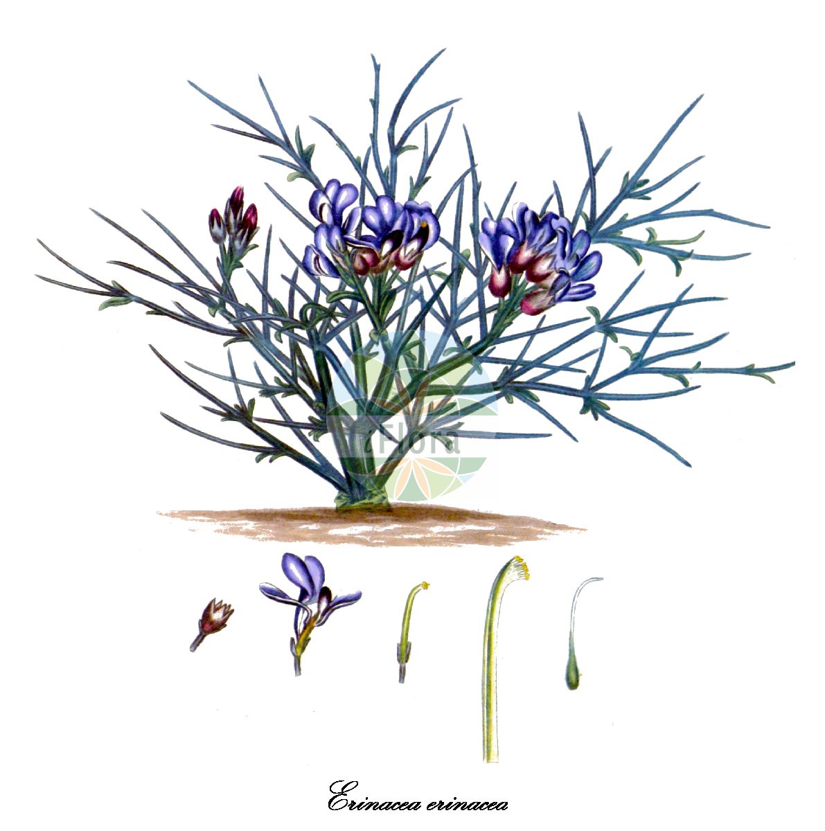 Historische Abbildung von Erinacea erinacea. Das Bild zeigt Blatt, Bluete, Frucht und Same. ---- Historical Drawing of Erinacea erinacea. The image is showing leaf, flower, fruit and seed.(Erinacea erinacea,Erinacea,Igelginster,Fabaceae,Schmetterlingsblütengewächse,Pea family,Blatt,Bluete,Frucht,Same,leaf,flower,fruit,seed,The botanist’s repository (1797-1798))