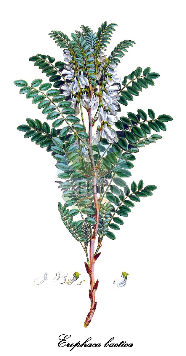Historische Abbildung von Erophaca baetica. Das Bild zeigt Blatt, Bluete, Frucht und Same. ---- Historical Drawing of Erophaca baetica. The image is showing leaf, flower, fruit and seed.(Erophaca baetica,Erophaca,Fabaceae,Schmetterlingsblütengewächse,Pea family,Blatt,Bluete,Frucht,Same,leaf,flower,fruit,seed,Sibthorp & Smith (1806-1840))