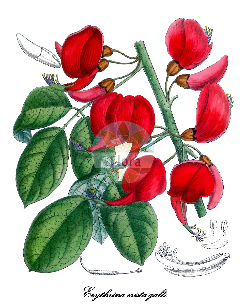 Historische Abbildung von Erythrina crista-galli (Korallenstrauch). Das Bild zeigt Blatt, Bluete, Frucht und Same. ---- Historical Drawing of Erythrina crista-galli (Korallenstrauch). The image is showing leaf, flower, fruit and seed.(Erythrina crista-galli,Korallenstrauch,Corallodendron crista-galli,Erythrina fasciculata,Erythrina laurifolia,Erythrina pulcherrima,Erythrina speciosa,Micropteryx crista-galli,Micropteryx fasciculata,Micropteryx laurifolia,Erythrina,Korallenstrauch,Fabaceae,Schmetterlingsblütengewächse,Pea family,Blatt,Bluete,Frucht,Same,leaf,flower,fruit,seed,Curtis Botanical Magazine (1914))