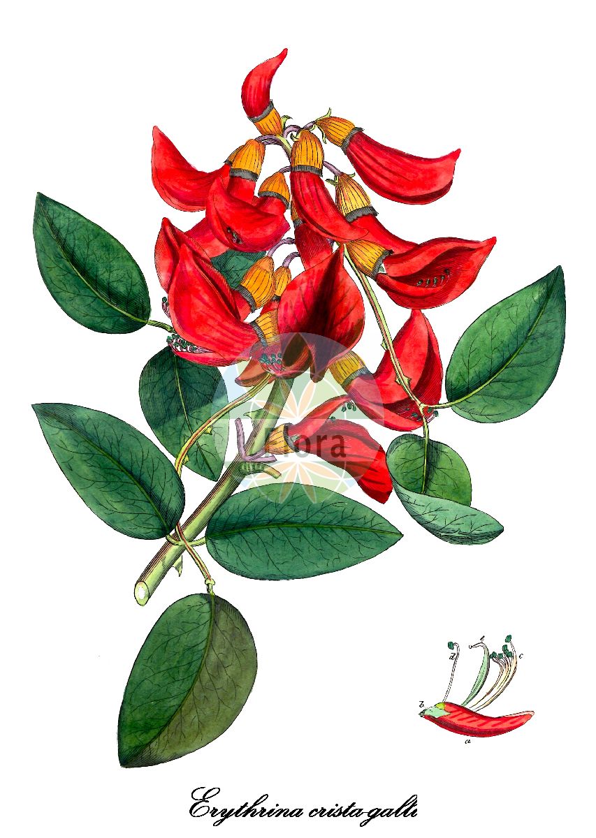 Historische Abbildung von Erythrina crista-galli (Korallenstrauch). Das Bild zeigt Blatt, Bluete, Frucht und Same. ---- Historical Drawing of Erythrina crista-galli (Korallenstrauch). The image is showing leaf, flower, fruit and seed.(Erythrina crista-galli,Korallenstrauch,Corallodendron crista-galli,Erythrina fasciculata,Erythrina laurifolia,Erythrina pulcherrima,Erythrina speciosa,Micropteryx crista-galli,Micropteryx fasciculata,Micropteryx laurifolia,Erythrina,Korallenstrauch,Fabaceae,Schmetterlingsblütengewächse,Pea family,Blatt,Bluete,Frucht,Same,leaf,flower,fruit,seed,Allgemeines teutsches Garten-Magazin (1804-1811))