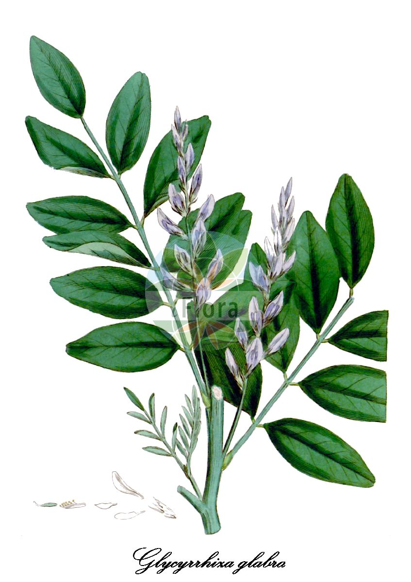 Historische Abbildung von Glycyrrhiza glabra (Süßholz). Das Bild zeigt Blatt, Bluete, Frucht und Same. ---- Historical Drawing of Glycyrrhiza glabra (Süßholz). The image is showing leaf, flower, fruit and seed.(Glycyrrhiza glabra,Süßholz,Glycyrrhiza hirsuta,Glycyrrhiza pallida,Glycyrrhiza violacea,Gemeines Suessholz,Spanisches Suessholz,Glycyrrhiza,Süßholz,Fabaceae,Schmetterlingsblütengewächse,Pea family,Blatt,Bluete,Frucht,Same,leaf,flower,fruit,seed,Woodville et al. (1832))