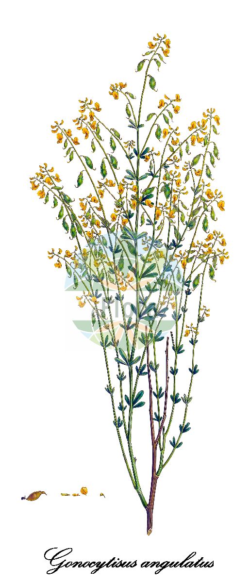 Historische Abbildung von Gonocytisus angulatus. Das Bild zeigt Blatt, Bluete, Frucht und Same. ---- Historical Drawing of Gonocytisus angulatus. The image is showing leaf, flower, fruit and seed.(Gonocytisus angulatus,Genista angulata,Gonocytisus,Fabaceae,Schmetterlingsblütengewächse,Pea family,Blatt,Bluete,Frucht,Same,leaf,flower,fruit,seed,Sibthorp & Smith (1806-1840))