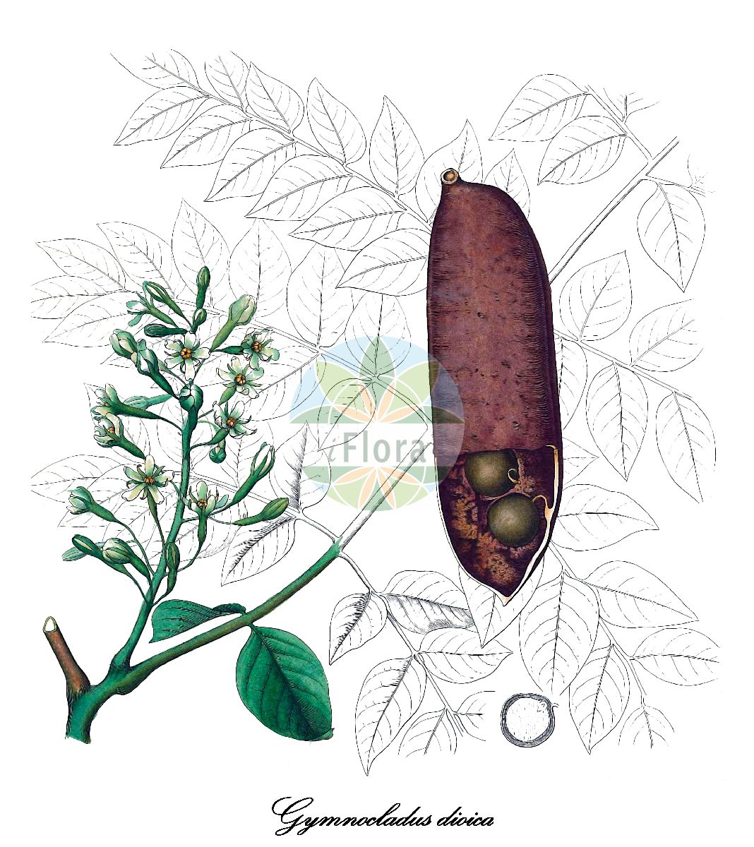 Historische Abbildung von Gymnocladus dioica (Kanadischer Geweihbaum). Das Bild zeigt Blatt, Bluete, Frucht und Same. ---- Historical Drawing of Gymnocladus dioica (Kanadischer Geweihbaum). The image is showing leaf, flower, fruit and seed.(Gymnocladus dioica,Kanadischer Geweihbaum,Guilandina dioica,Gymnocladus canadensis,Geweihbaum,Gymnocladus,Geweihbaum,Fabaceae,Schmetterlingsblütengewächse,Pea family,Blatt,Bluete,Frucht,Same,leaf,flower,fruit,seed,Gray (1849-1859))