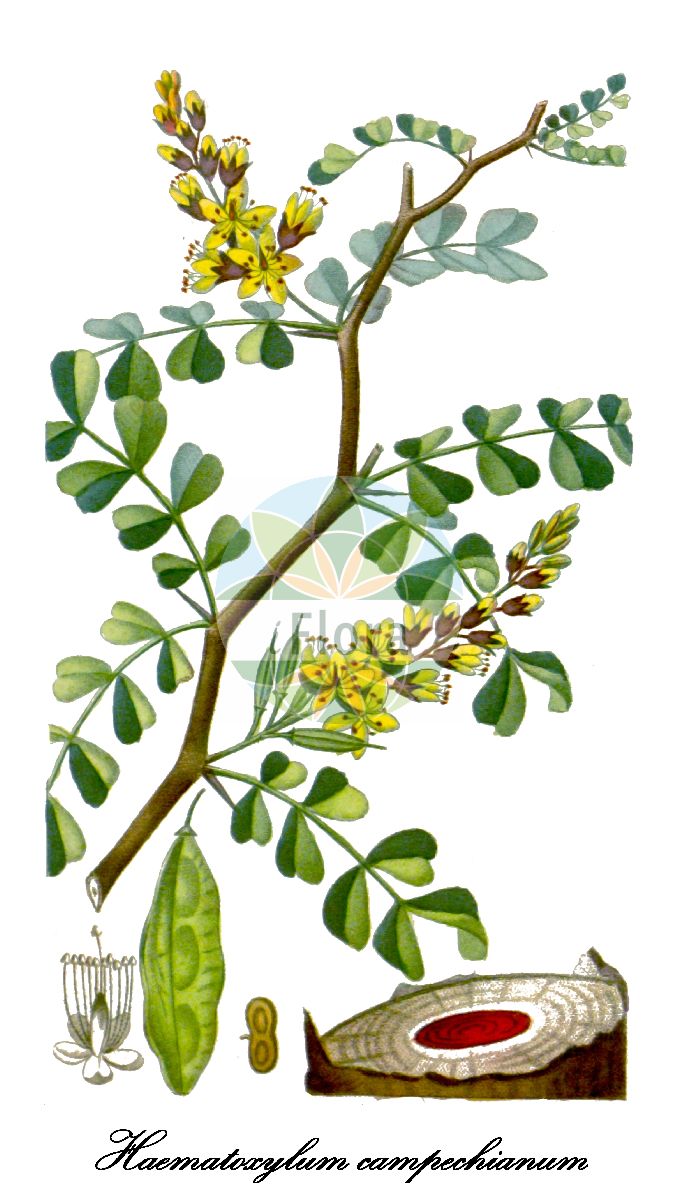 Historische Abbildung von Haematoxylum campechianum (Blauholz). Das Bild zeigt Blatt, Bluete, Frucht und Same. ---- Historical Drawing of Haematoxylum campechianum (Blauholz). The image is showing leaf, flower, fruit and seed.(Haematoxylum campechianum,Blauholz,Cymbosepalum baroni,Cymbosepalum baronii,Haematoxylum,Blauholz,Fabaceae,Schmetterlingsblütengewächse,Pea family,Blatt,Bluete,Frucht,Same,leaf,flower,fruit,seed,Descourtilz (1821-1829))