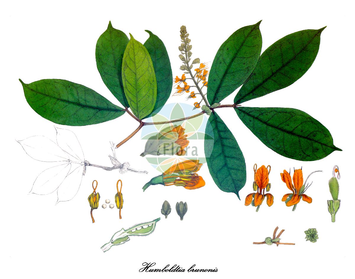 Historische Abbildung von Humboldtia brunonis. Das Bild zeigt Blatt, Bluete, Frucht und Same. ---- Historical Drawing of Humboldtia brunonis. The image is showing leaf, flower, fruit and seed.(Humboldtia brunonis,Humboldtia,Humboldtia,Fabaceae,Schmetterlingsblütengewächse,Pea family,Blatt,Bluete,Frucht,Same,leaf,flower,fruit,seed,Wallich (1830-1832))